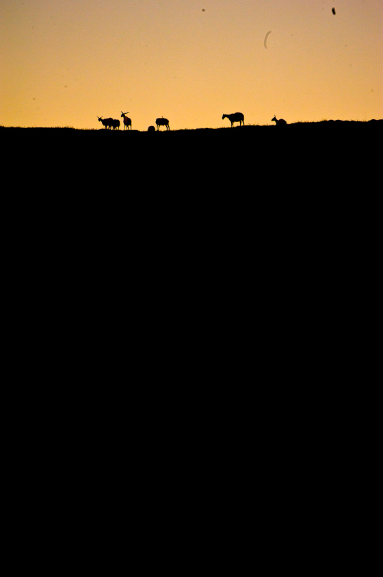 Gangjia_Grasslands_2011_Brian_Hirschy_Photography (5 of 14)