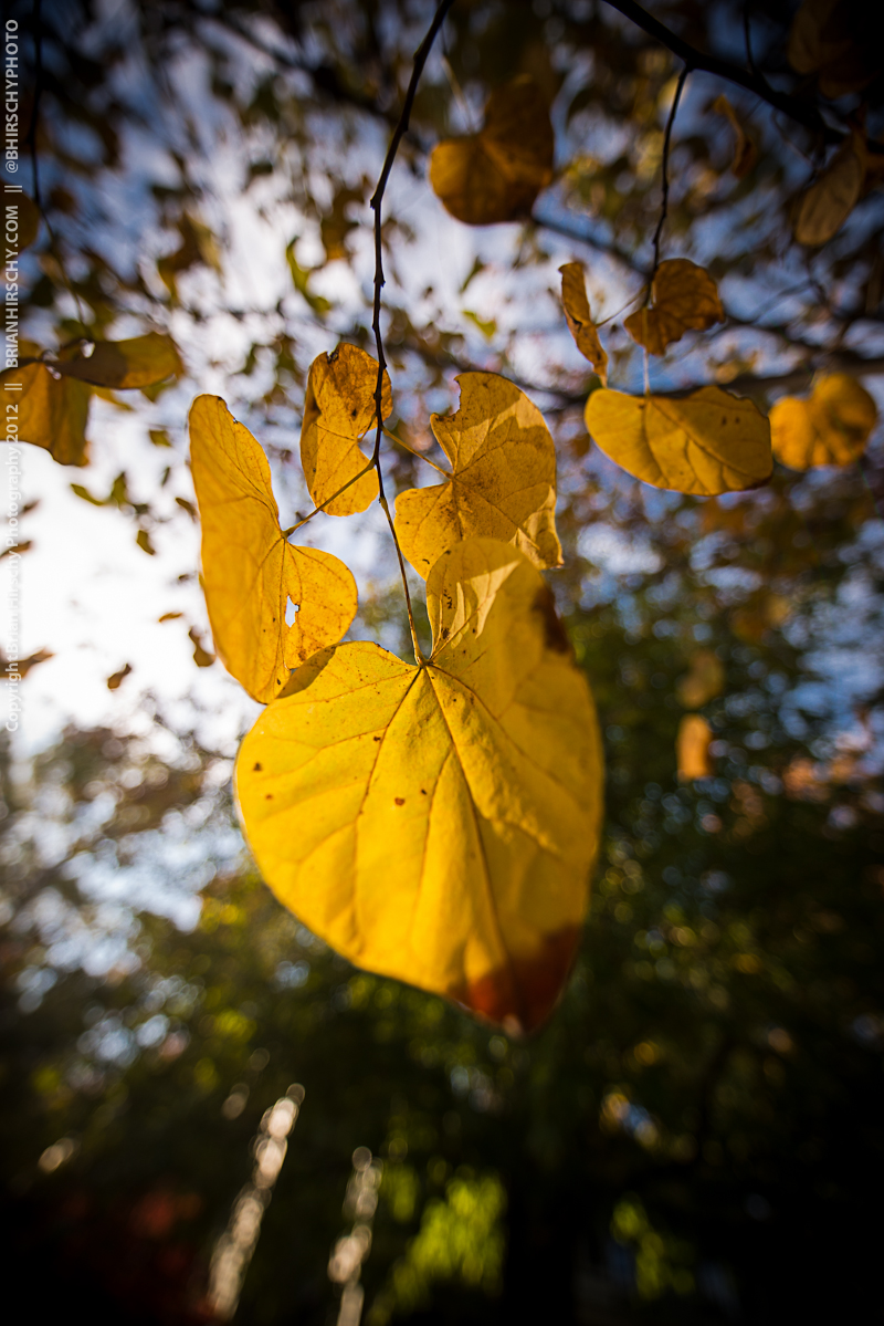 Brian Hirschy Photography - ANDREW RAY HIRSCHY PHOTOGRAPHY - 2012-1-5